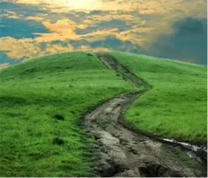 Путь «зеленой кошки»