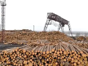 Китайцы будут перерабатывать лес в Асине