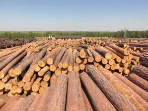 В Архангельске построят три новых лесопромышленных завода
