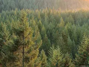 WWF России издал новый учебник по добровольной лесной сертификации