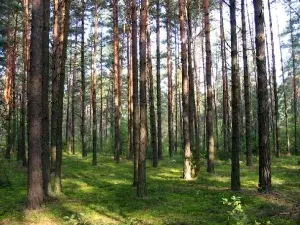 Устойчивое лесоводство приходит в России на смену «рубкам без правил»
