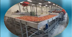 Калибровка и сортировка яблок