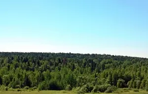 Вологодскими лесами заинтересовались итальянцы