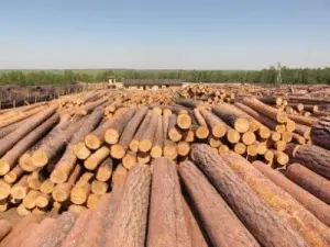 В Украине могут ввести пошлины на необработанную древесину.