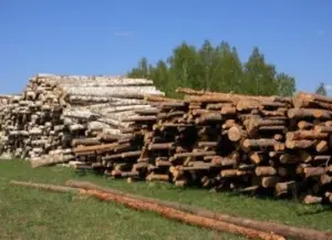 Индустриальный парк по переработке низкосортной древесины планируется создать в Пензенской области