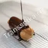 transsetka