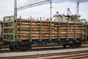 Тысячи гектаров отборной тайги проданы на аукционах китайским фирмам 