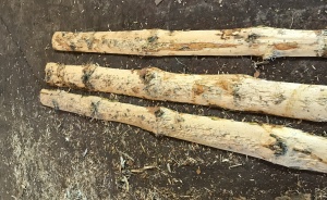 Окорочный станок для горбыля ОСГ-500 "СИТЕК"