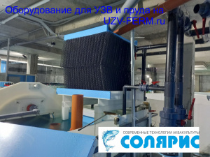 Узв на 500 кг осетра в год