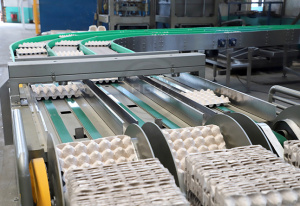 оборудование для производства лотков для яиц