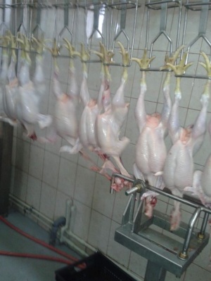 Цех убоя птицы производительностью 3000 голов/час, Комплект технологического оборудовани