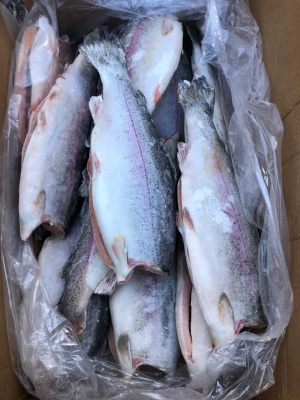 Иранская свежемороженая форель ПСГ, ПБГ, Стейки, Филе оптом