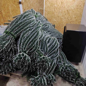 Станок по насечке пленки для производства ритуальной хвои