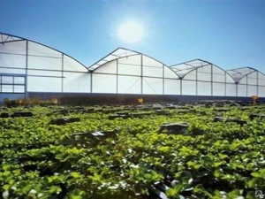 Промышленные теплицы от производителя