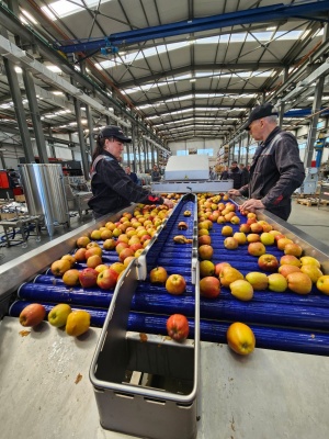 Оптическая сортировка и калибровка фруктов и овощей(яблоко.,мандарин.,картофель,свекла.огурец)
