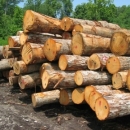 Новое высокотехнологичное лесопильное производство появится в Вологодской области