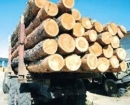 Действие пониженных пошлин на лес - кругляк продлено на 2011 год